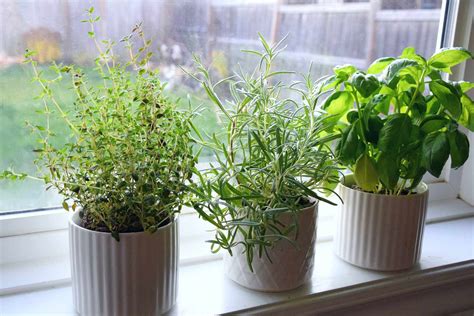 How To Plant A Kitchen Herb Garden