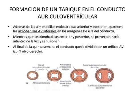 Desarrollo Del Corazon