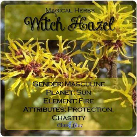 The Winters Bloom Witch Hazel Magical Properties And Uses Magical