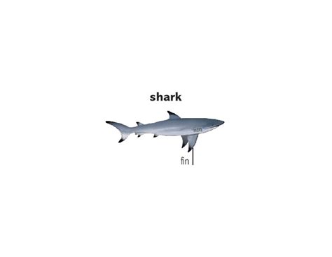 Sharp and shark spellings have varied over time and by region. shark noun - Definition, pictures, pronunciation and usage notes | Oxford Advanced American ...