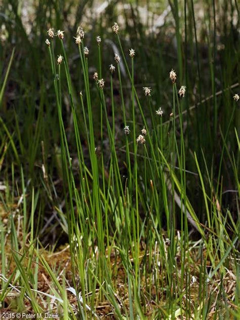 Eleocharis Palustris Common Spikerush Minnesota Wildflowers