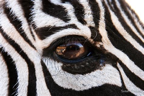 Zebra Eye By Susan Russell Redbubble