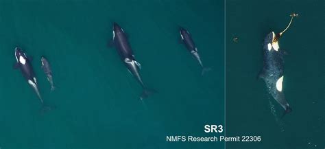 Monitoring The Health Of New Southern Resident Killer Whale Calves