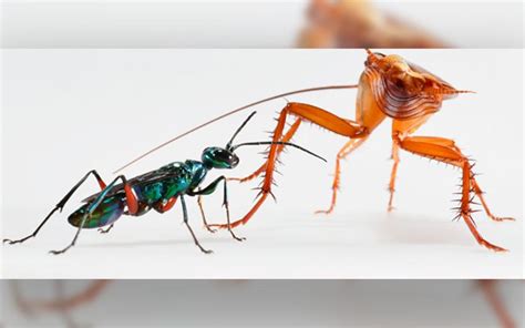 Roaches Kick Wasps In The Head To Avoid Becoming Zombies Rbrandnewsentence