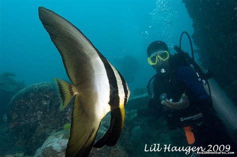 Dive Kadavu Matana Beach Resort Vunisea Fiji Hotels And Resorts