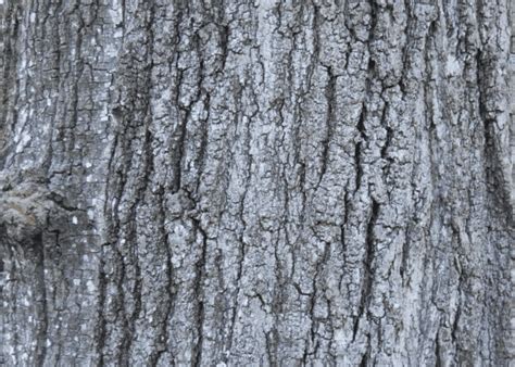 Common Types Of Oak Trees With Bark Photos For Identification Owlcation