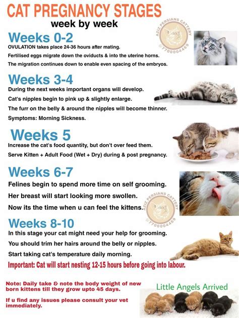 Pin By Boskys Kennel On Cats Raising And Maintenance Pregnancy Stages