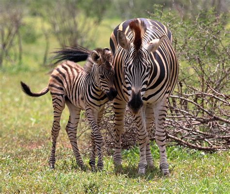 Zebra Kruger National Park South Africa Jan2020 Flickr