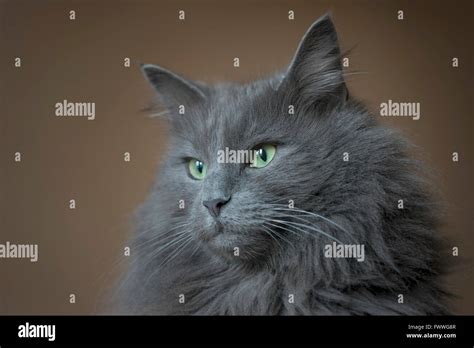 Norwegian Forest Cat Blue Male Pure Breed Portrait Stock Photo Alamy