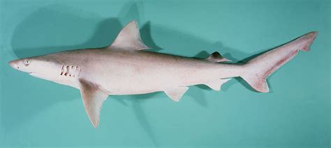 Carcharhinus Dussumieri Shark References