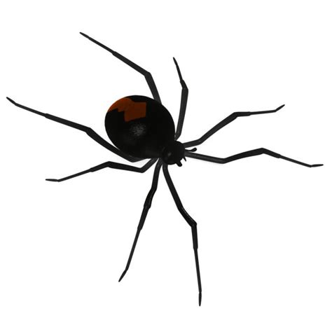 Redback Spider Australian Black Widow Latrodectus Hasselti Realistic