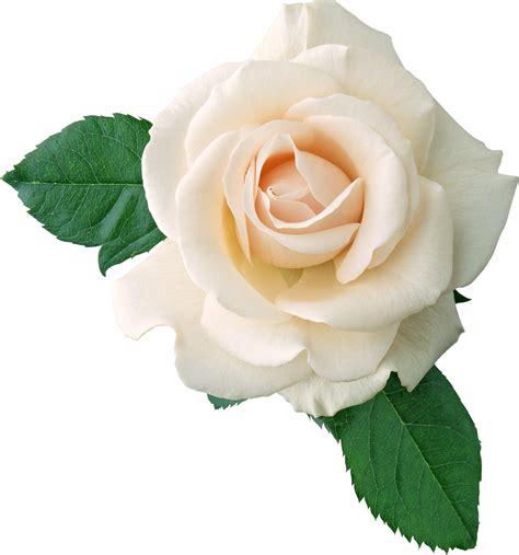 Free White Rose Transparent Download Free White Rose Transparent Png