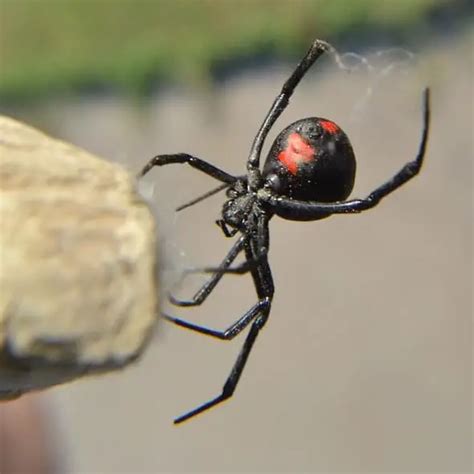 Northern Black Widow Spider Male Northern Black Widow Spider Latrodectus Variolus Plant Pest