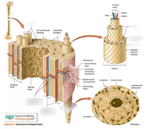 Compact Bone Diagram Lacunae Bone Histology General Overview Compact