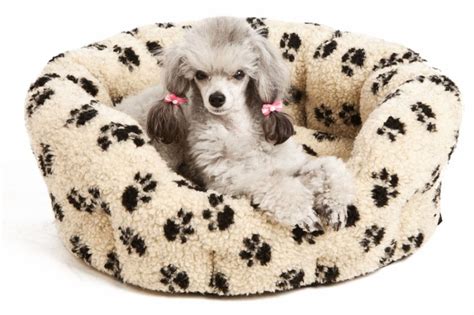 30 Unique and Modern Pet Beds - The Pets Central