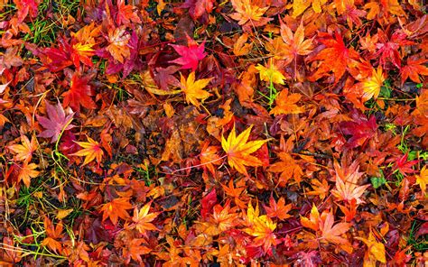 Wallpaper Many Red Maple Leaves Ground Autumn 5120x2880