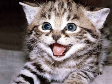 Top 15 Really Cute Kittens ~ Amits It Blog Latest Technology News