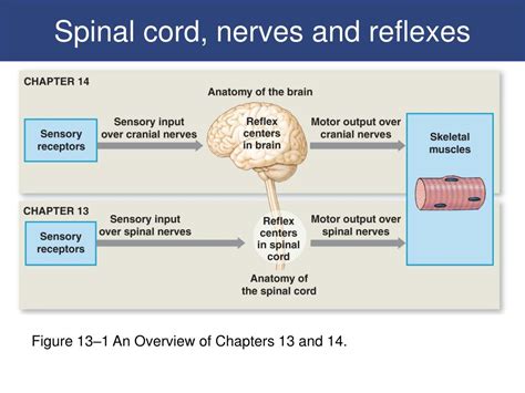 Ppt Anatomy Of The Spinal Cord And Reflexes Powerpoint Presentation