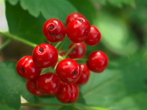 Berries Fact And Health Benefits