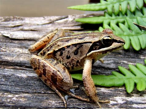 Wood Frog Encyclopedia Of Life