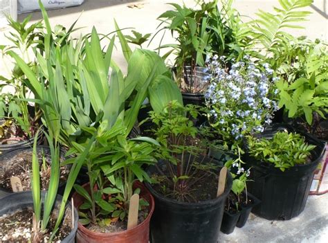 We did not find results for: Plant Sale - Lynn Carson Harris