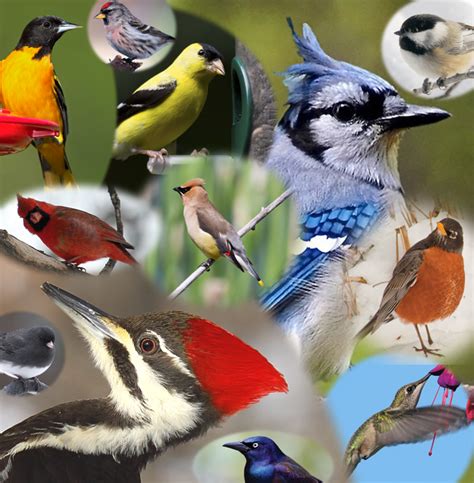 Minnesota Bird Guide All Seasons Wild Bird Store