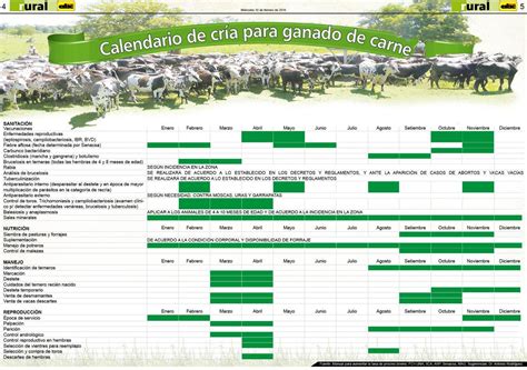Calendario De Cría Para Ganado De Carne Abc Rural Abc Color