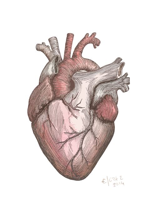 10 Dibujo Corazón Anatómico