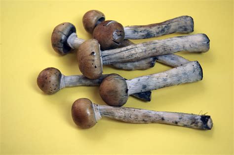 Scientists Think Shrooms Might Be A Cure For Drug Addiction And