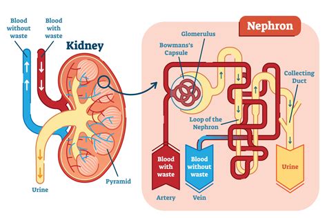 Kidney Function Diagram