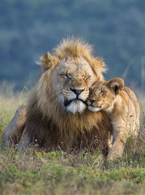 The Spectacular Beauty Of Lions Photographers Celebrate The Pride Of