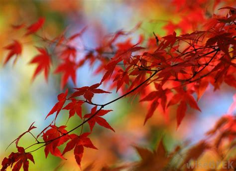 What Is A Green Japanese Maple With Picture