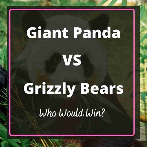 Giant Panda Vs Grizzly Bear Who Would Win