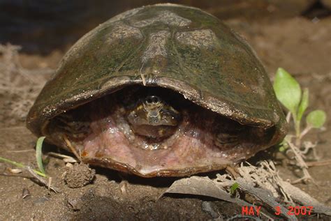 Common Musk Turtle In Shell Common Musk Turtles In Shell A Flickr