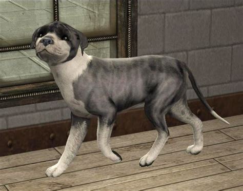 Check spelling or type a new query. Mod The Sims - Blue Brindle Staffordshire Bull Terrier