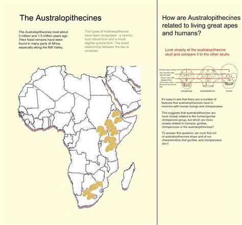 Australopithecus Map Hominid Species Map Evolution Images And Photos