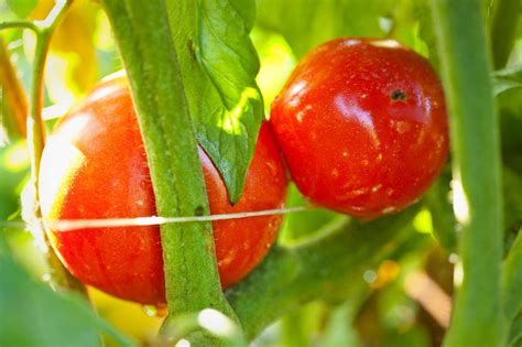 Lipman Launches New Round Tomato With High Brix And Lycopene Levels