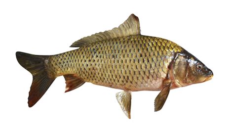 Fish Carp On A Transparent Background By Prussiaart On Deviantart
