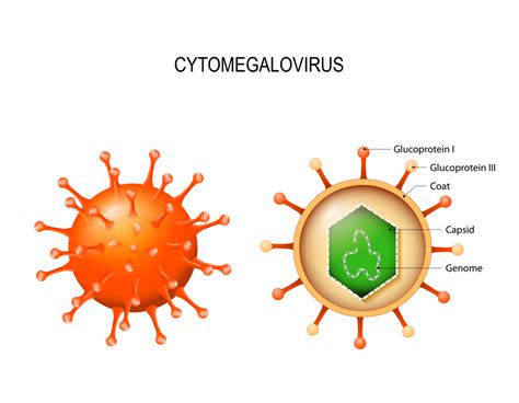 Cytomegalovirus Cmv Infection Stdgov Blog