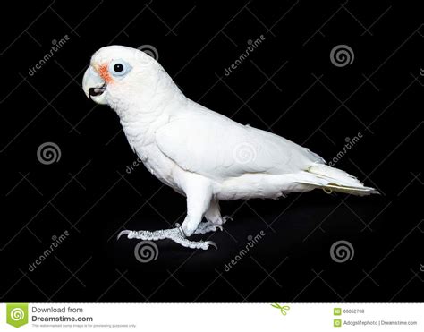 Billy is a traditional spoiled goffin who is accustomed to getting his own way 2. Goffin's Cockatoo Bird - Side View Stock Photo - Image of ...