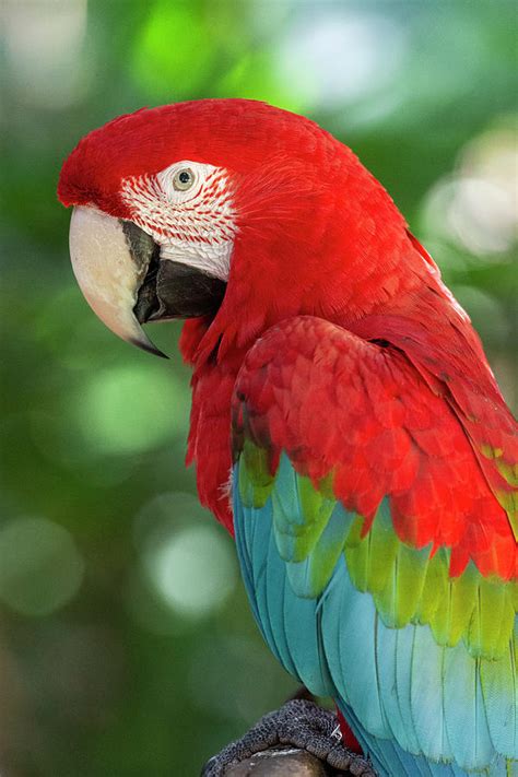 Beautiful Exotic Tropical Red Parrot Bird In The Birds Park Photograph