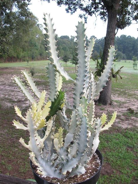 How to propagate peruvian apple cactus from cuttings. EUPHORBIA LACTEA Dragon Bone Cactus Succulent Plant 16 ...
