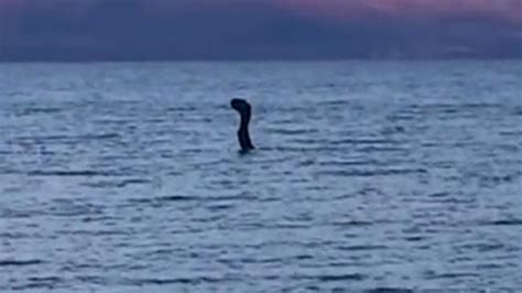 Loch Ness Monster New Creature Seen In Albania Video Au