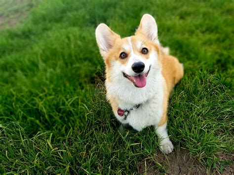 Happy Corgi Corgi