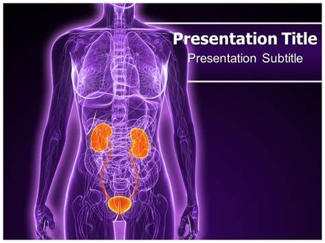 Urinary System Powerpoint Template Free Printable Templates