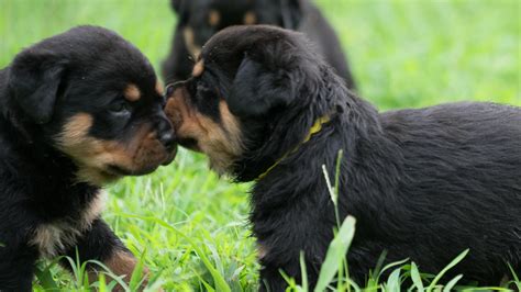 4 Week Old Rottweiler Puppies Are Too Cute For Words