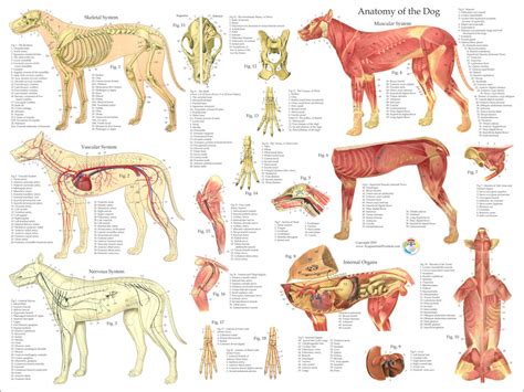 Dog Anatomy The Y Guide