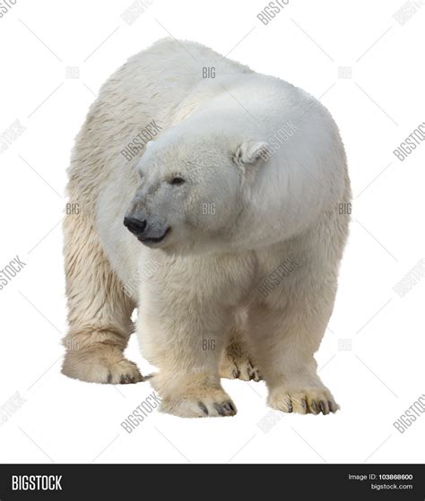 Polar Bear Isolated On Image And Photo Free Trial Bigstock