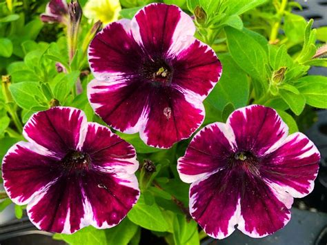 Petunias Plant Care And Collection Of Varieties