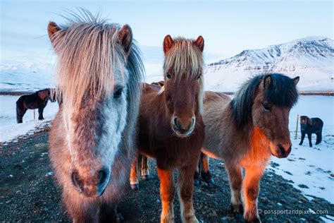 Icelandic Horses And Where To See Them • Passport & Pixels